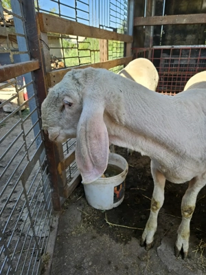 Berbec Bergamasca  - imagine 3