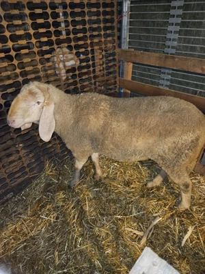 Berbec Bergamasca  - imagine 2