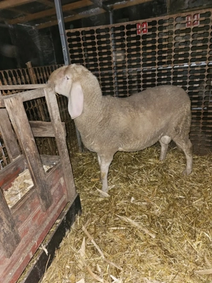 Berbec Bergamasca  - imagine 4