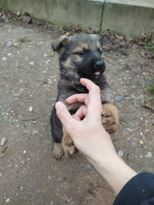 Vând Ciobanesc german  - imagine 2