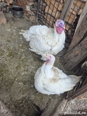 Cocoși și curcani de vânzare