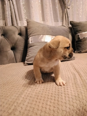 Pui de bulldog francez rasă pură  - imagine 4