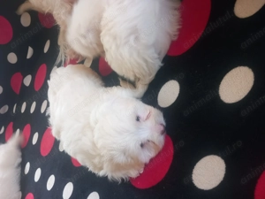 Vând Bisoni Malezi  - imagine 2