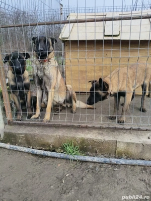 Femele Ciobanesc belgian malinois  - imagine 3