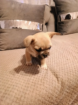 Pui de bulldog francez rasă pură  - imagine 6