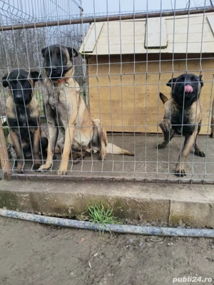 Femele Ciobanesc belgian malinois  - imagine 4