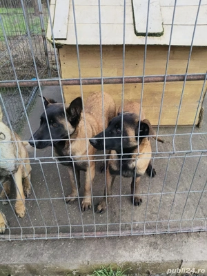 Femele Ciobanesc belgian malinois  - imagine 5