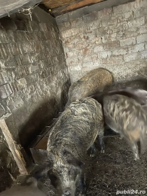 porc mangalita  - imagine 3