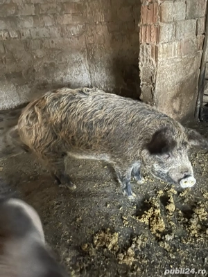 porc mangalita  - imagine 2