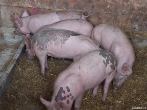 vând 5 soldani 35-40 kg - imagine 2