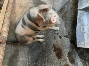 Vând porc în jur de 210-220kg - imagine 3