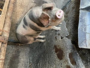 Vând porc în jur de 210-220kg - imagine 2