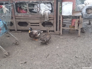 Rate si rățoi rouen si saxone. bibilici - imagine 3