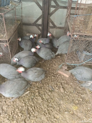 Rate si rățoi rouen si saxone. bibilici - imagine 4