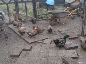 Rate si rățoi rouen si saxone. bibilici - imagine 2