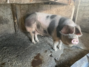 Vând porc în jur de 210-220kg - imagine 5