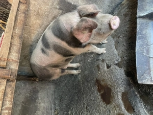 Vând porc în jur de 210-220kg - imagine 4