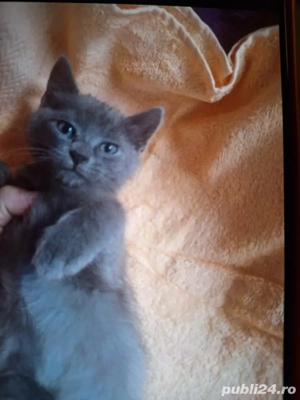 Pisica Albastru de Rusia,cadoul ideal  - imagine 2