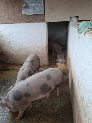 Porci de vânzare - imagine 5