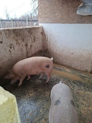 Porci de vânzare - imagine 2