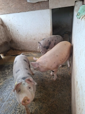 Porci de vânzare - imagine 4