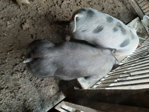 Vând șoldani rasă Petrean  - imagine 2