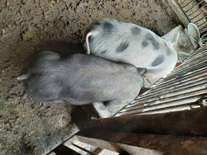 Vând șoldani rasă Petrean  - imagine 3