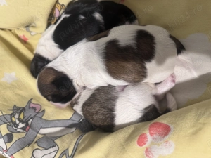 Vând cățelușă shitzu - imagine 4