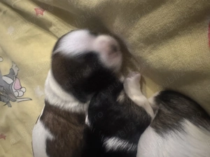 Vând cățelușă shitzu - imagine 3