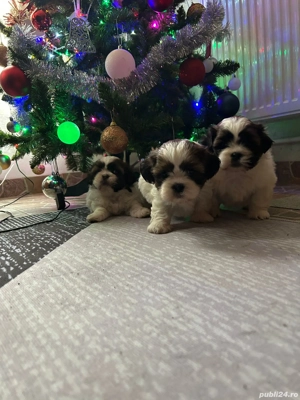Puiuți Shih-Tzu deosebiți