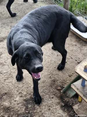 Pentru adoptie - imagine 4