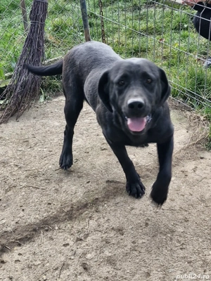 Pentru adoptie - imagine 2