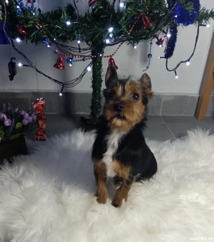 Baiat Yorkshire terrier de vanzare  - imagine 2