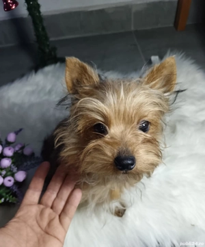 Fetiță Gold Yorkshire terrier talie mică  - imagine 1