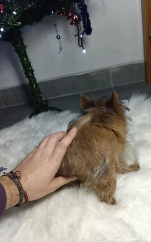 Fetiță Gold Yorkshire terrier talie mică 