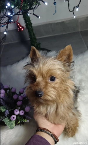Fetiță Gold Yorkshire terrier talie mică  - imagine 2