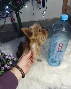 Fetiță Gold Yorkshire terrier talie mică  - imagine 3