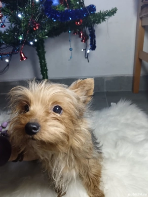 Fetiță Gold Yorkshire terrier talie mică  - imagine 5
