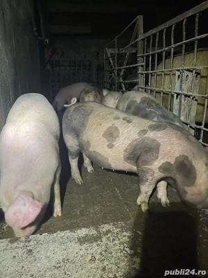 purcei godini de carne  - imagine 2