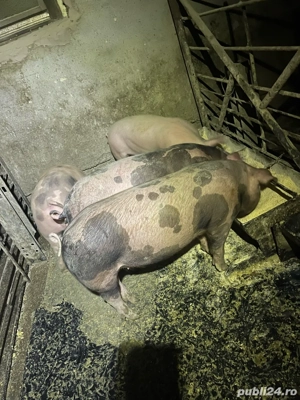 purcei godini de carne  - imagine 3