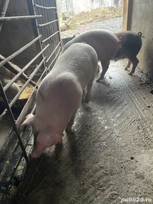 purcei godini de carne  - imagine 4