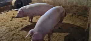 Porci pentru sacrificat 90-150kg - imagine 4