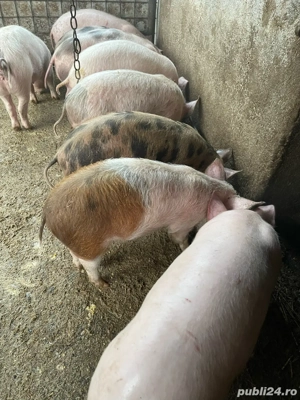 Vand șoldani - imagine 3