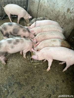 Vand șoldani - imagine 2