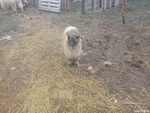 mielute si iede - imagine 4