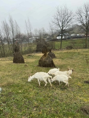 Vând 3 capre saanen, și un țap - imagine 2