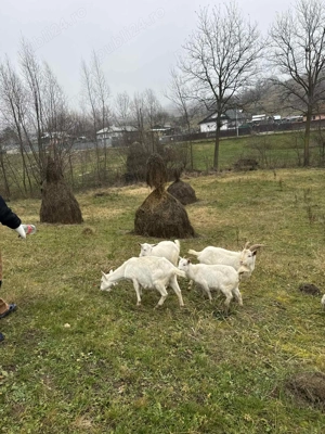 Vând 3 capre saanen, și un țap - imagine 3