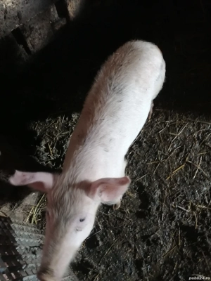 Purceluși de vânzare  - imagine 2