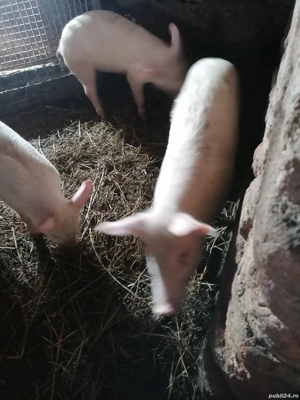Purceluși de vânzare  - imagine 4