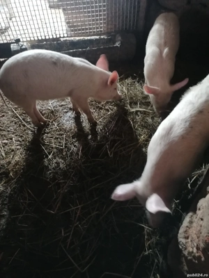 Purceluși de vânzare  - imagine 3